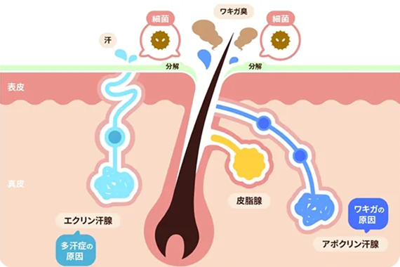 皮膚の断面図。エクリン腺とアポクリン腺の説明。