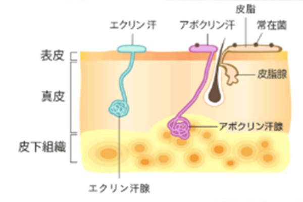 ワキガの原因についてイメージ画像