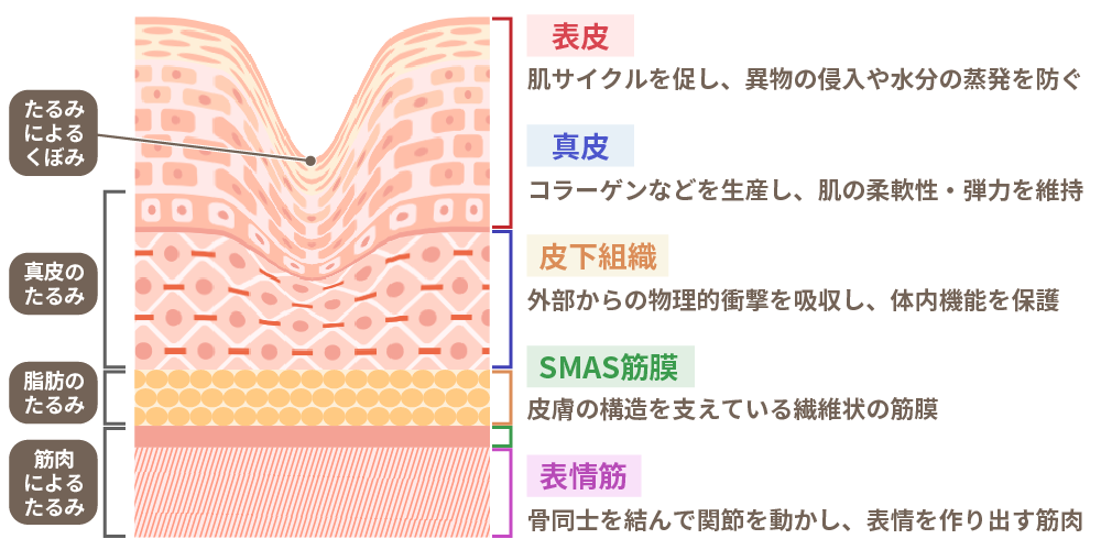 皮膚の組織図の画像